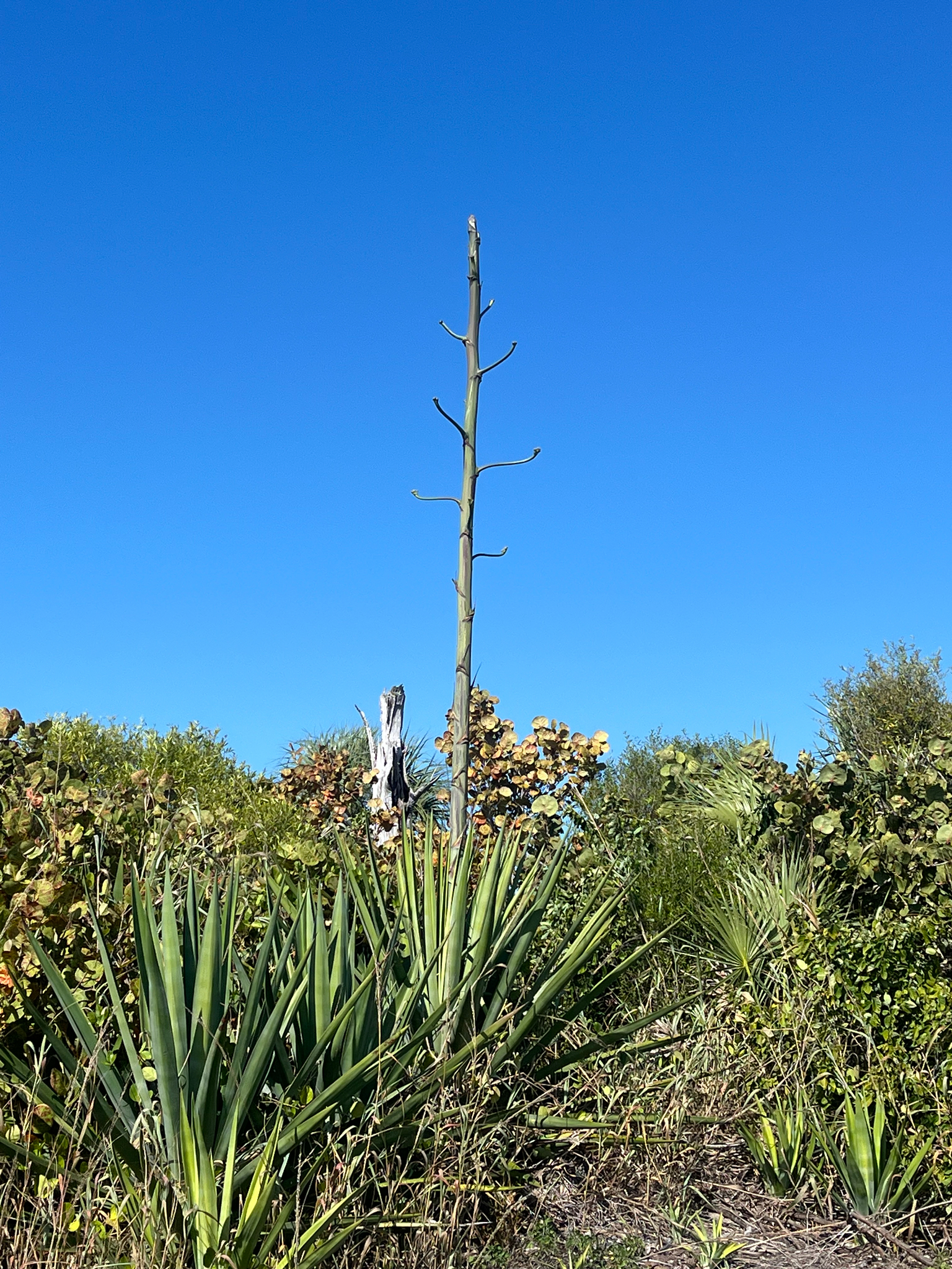 Imagem de Sisal