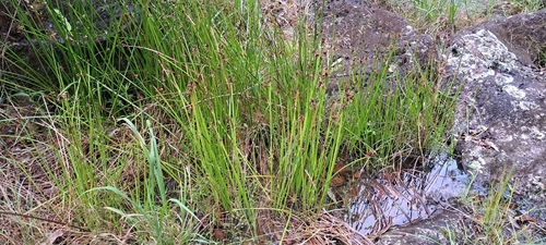 Schoenoplectiella triangulata observed 2023-12-25