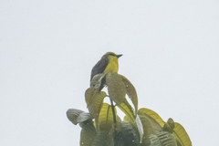 Conopias cinchoneti