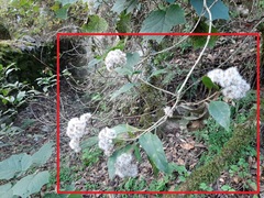 Ageratina eleazarii