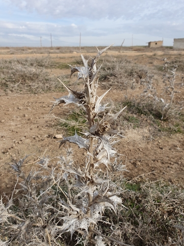 Large-flowered Golden Thistle (Scolymus grandiflorus)
