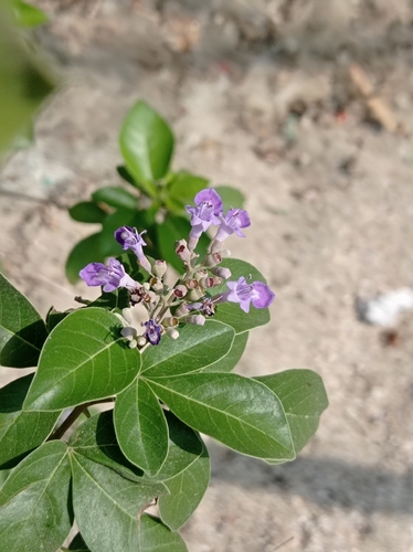 simpleleaf chastetree