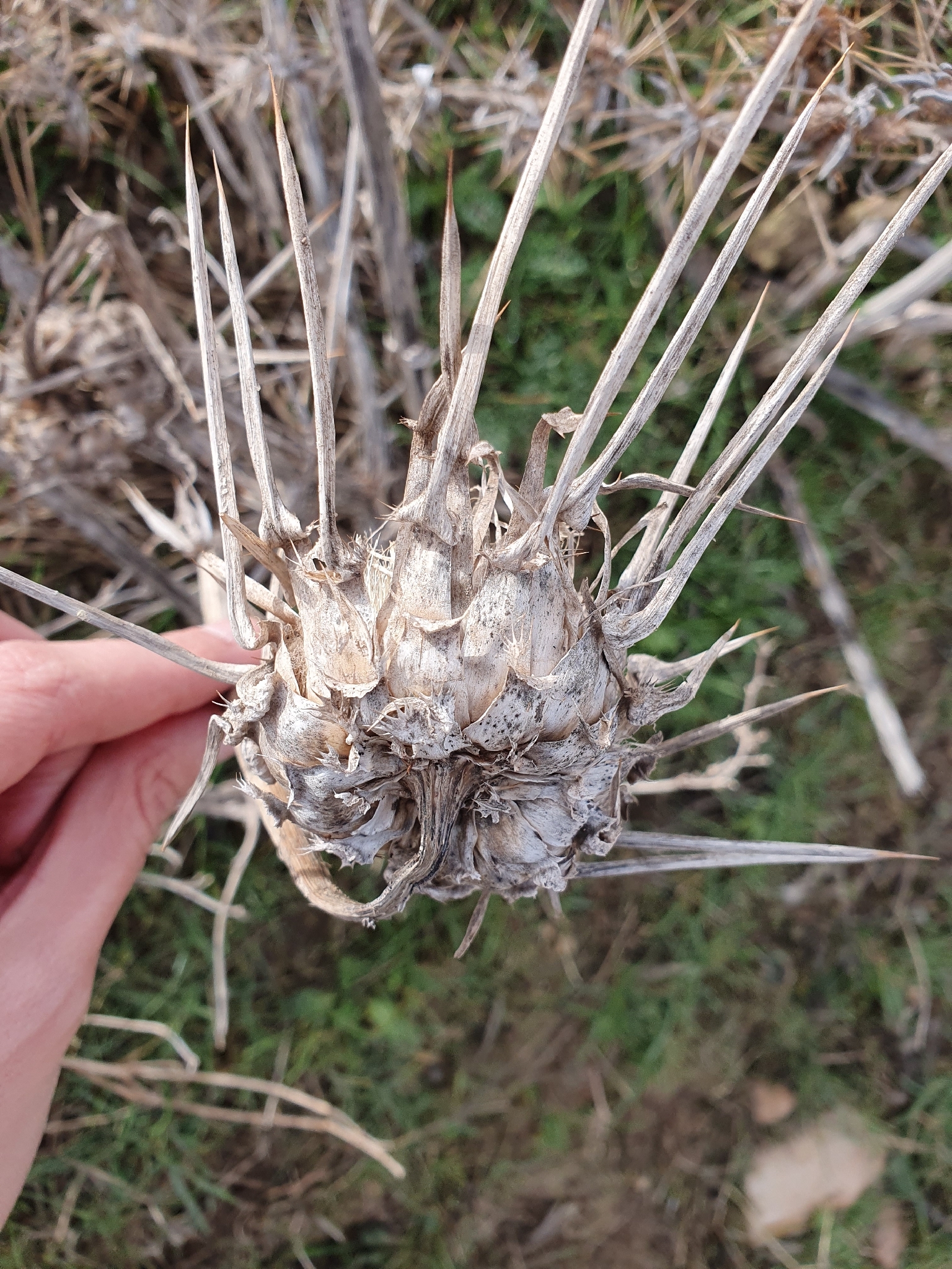 Elephant Thistle (Silybum eburneum)