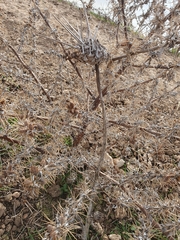 Silybum eburneum, photograph (c) Mehdi Chetibi, some rights reserved (CC BY)