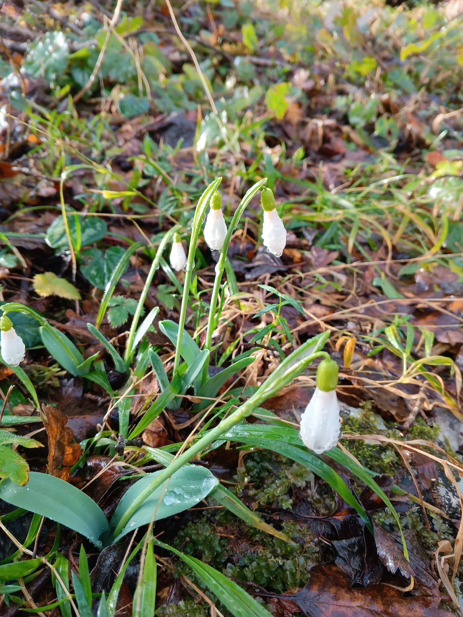 Alpine snowdrop
