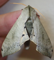 Pseudoclanis postica