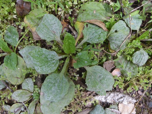 Golovinomyces sordidus