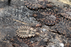 Synchita undata