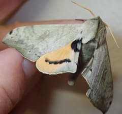 Pseudoclanis postica