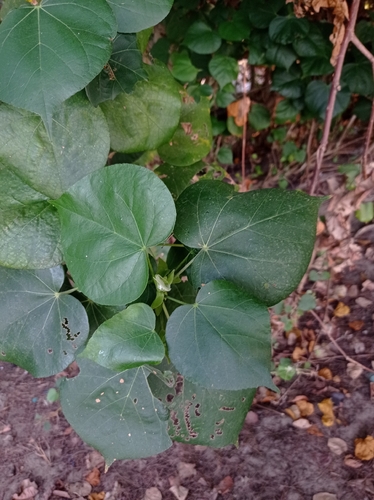 Indian tulip tree