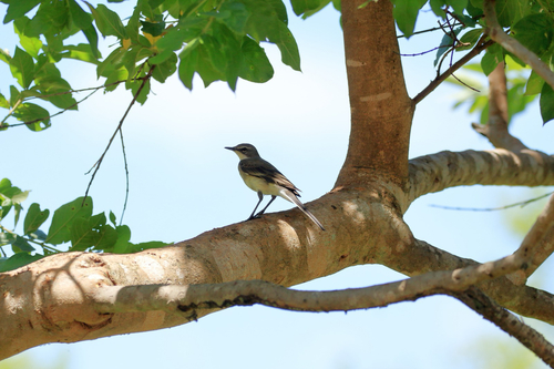 iNaturalist: (c) Millets Wildside, some rights reserved (CC BY-NC), uploaded by Millets Wildside iNaturalist image