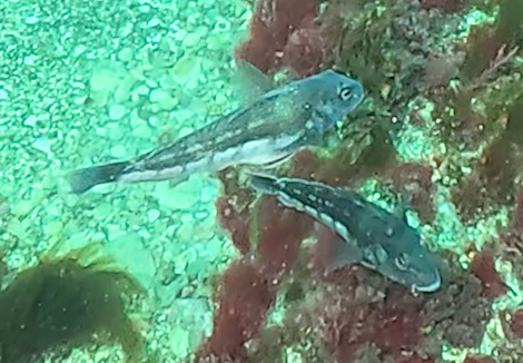 New Zealand Blue Cod in January 2026 by Karen Pratt. snips off GoPro ...