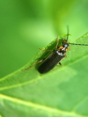 Rhagonycha angulata