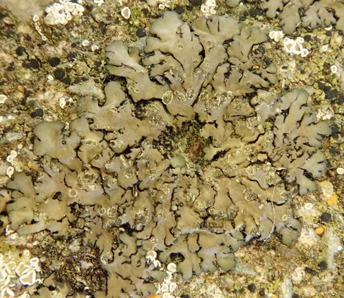 Physciaceae image