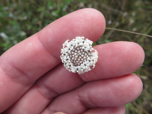 Small-leaf Squarestem (Melanthera parvifolia)