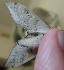 Pseudoclanis postica