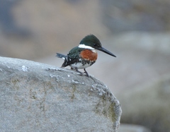 Chloroceryle americana