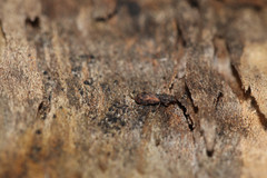 Synchita undata