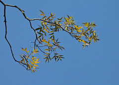 Carya aquatica