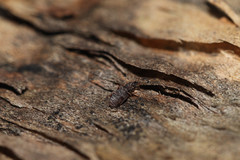 Synchita undata