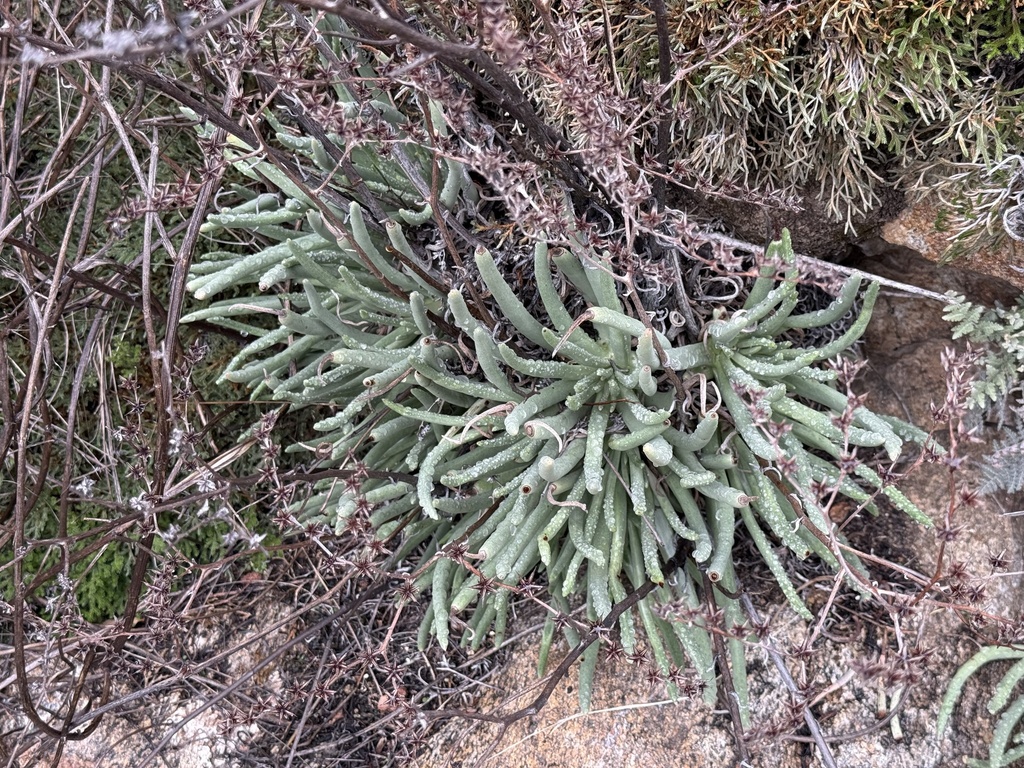 Foto de Dudleya edulis