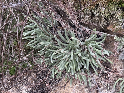 Dudleya edulis