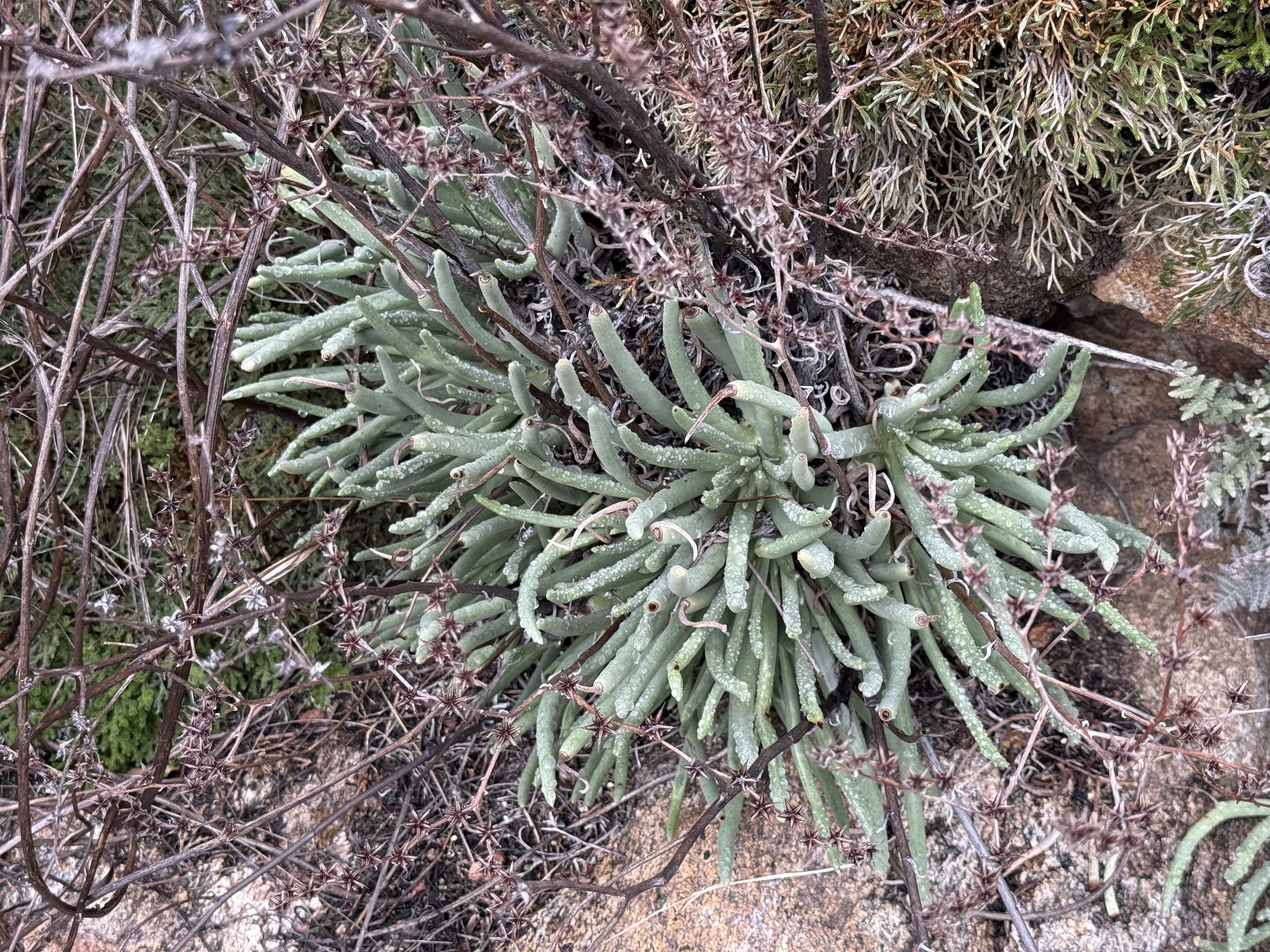 Imagem de Dudleya edulis