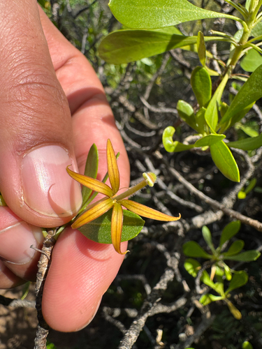 Ridgetop naupaka (Scaevola gaudichaudii)
