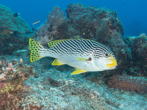 Blackstriped sweetlips (Plectorhinchus lineatus) — Haemulidae