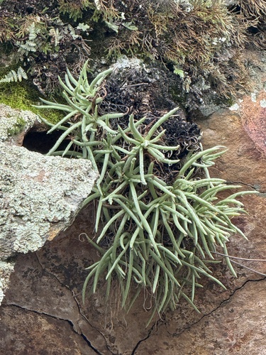Foto de Dudleya edulis