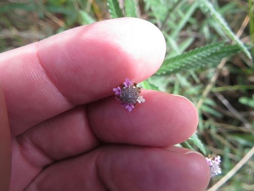 Lippia stoechadifolia, photograph 2