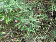 Lippia stoechadifolia, photograph Ben Machado, CC BY, iNaturalist via GBIF