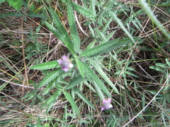 Lippia stoechadifolia, photograph Ben Machado, CC BY, iNaturalist via GBIF