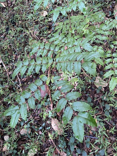 Guilandina bonduc observed 2026-01-23