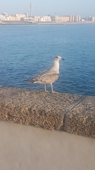 Larus