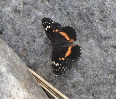 Chlosyne lacinia crocale