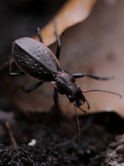 Carabus irregularis