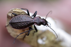 Carabus irregularis