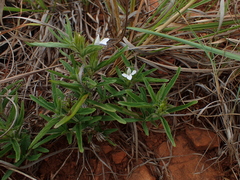 Lepidagathis scabra
