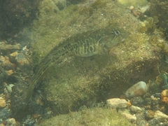 Parablennius parvicornis