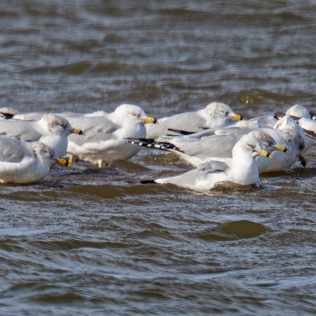 Gull Jan Rind Ring-billed Gull from Grayson County, TX, USA on January 19, 2026 at 11 ...