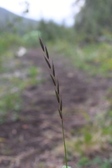 Elymus mutabilis