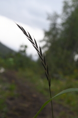 Elymus mutabilis