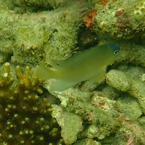 Ward's damsel (Pomacentrus wardi) — Pomacentridae