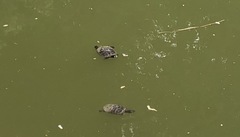 Trachemys scripta