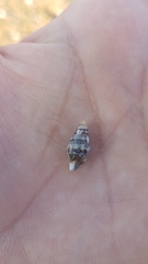 Gastropoda