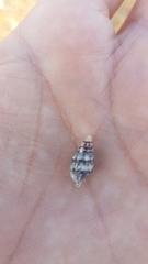 Gastropoda