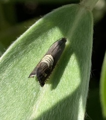 Grapholita tristrigana
