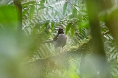 Turdus albicollis