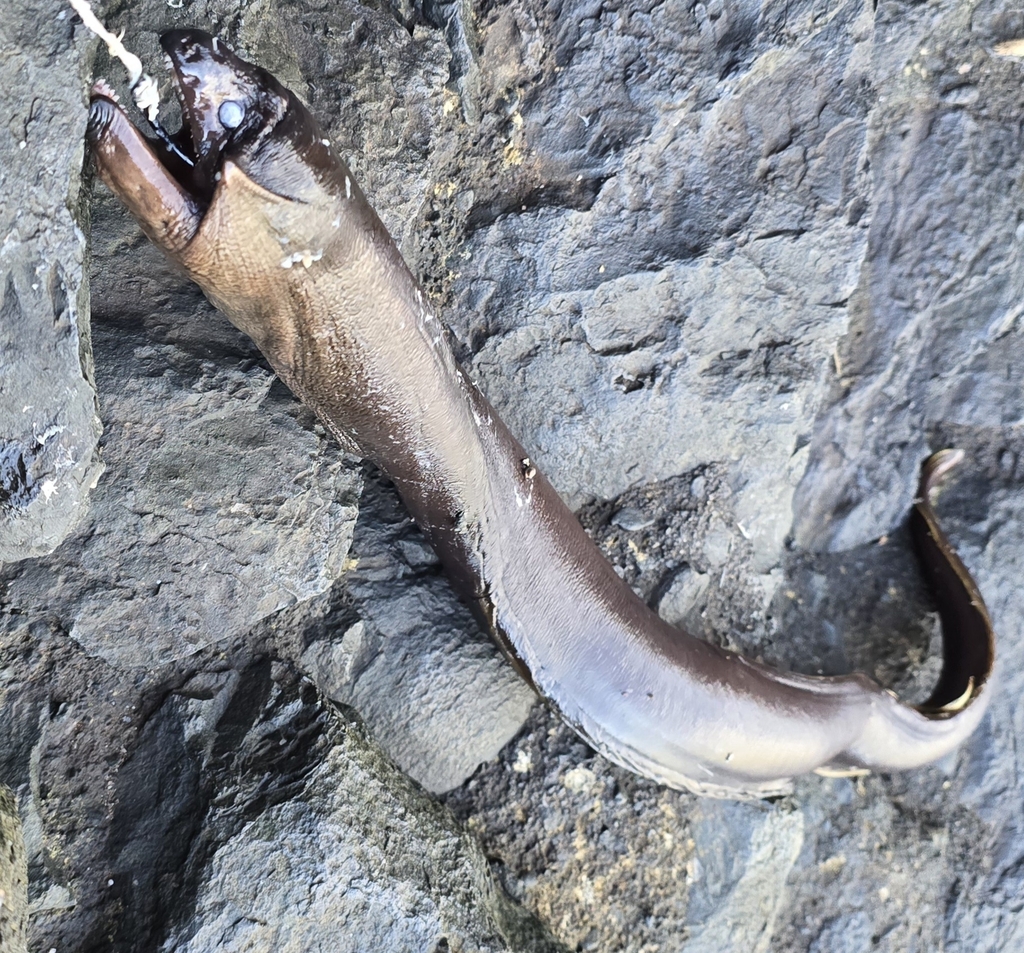 Brown moray (Gymnothorax unicolor) — Muraenidae